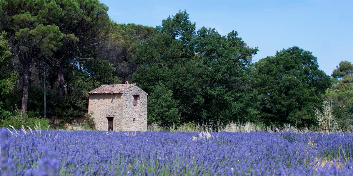 Où et quand voir les champs de fleurs en Provence